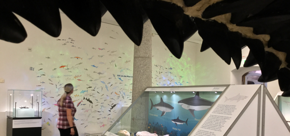 Familien-Aktionstag im Elementarium  "Und der Haifisch der hat Zähne"