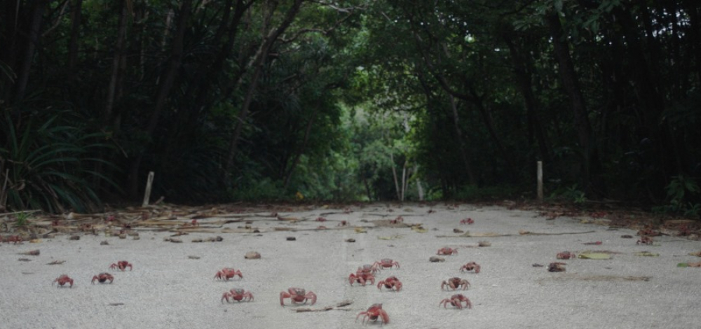 15. MOVE IT! Filmfestival: ISLAND OF THE HUNGRY GHOSTS